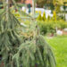 Picea omorika `Pendula` serbia kuusk
