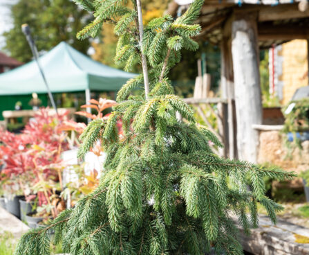 Picea omorika `Aurea` serbia kuusk (1)