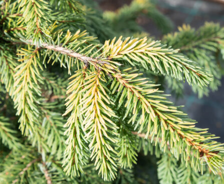 Picea omorika `Aurea` serbia kuusk (2)