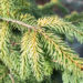 Picea omorika `Aurea` serbia kuusk (2)