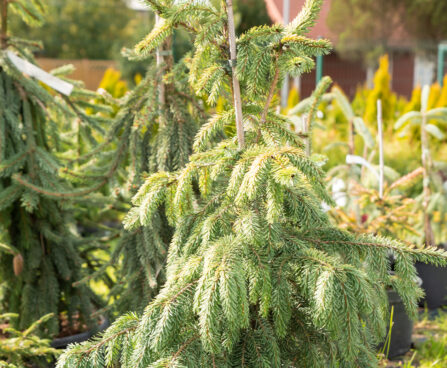 Picea omorika `Aurea` serbia kuusk (3)