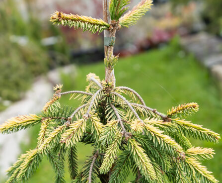 Picea abies `Gold Drift` harilik kuusk (1)