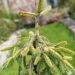 Picea abies `Gold Drift` harilik kuusk (1)