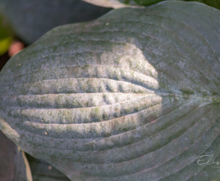 710_9301_Hosta_Hadspen_Blue.JPG