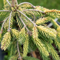 Picea abies `Gold Drift` harilik kuusk (2)
