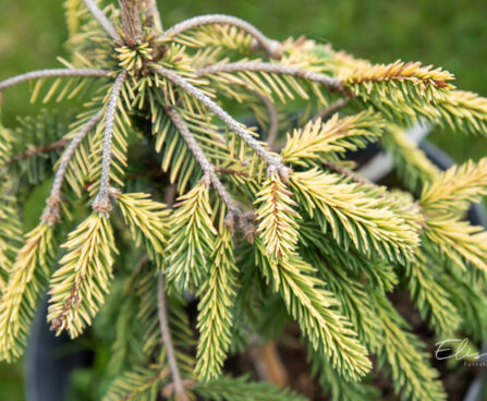 Picea abies `Gold Drift` harilik kuusk (2)