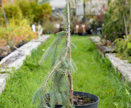 Picea engelmannii `Lace` engelmanni kuusk (1)