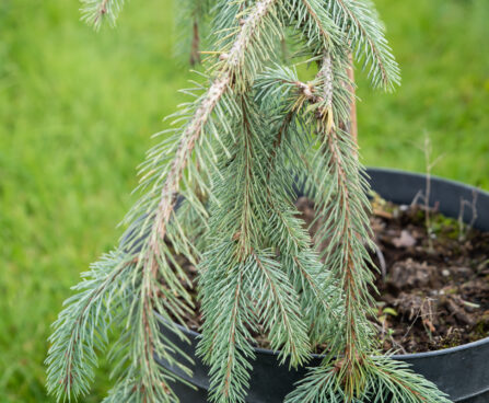 Picea engelmannii `Lace` engelmanni kuusk (2)