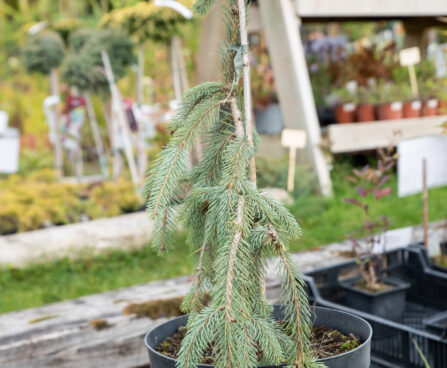 Picea engelmannii `Lace` engelmanni kuusk (3)