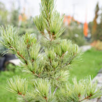 Pinus parviflora `Tempelhof` jaapani mänd