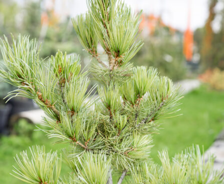 Pinus parviflora `Tempelhof` jaapani mänd