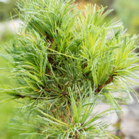 Pinus parviflora `Schoon`s Bonsai` jaapani mänd