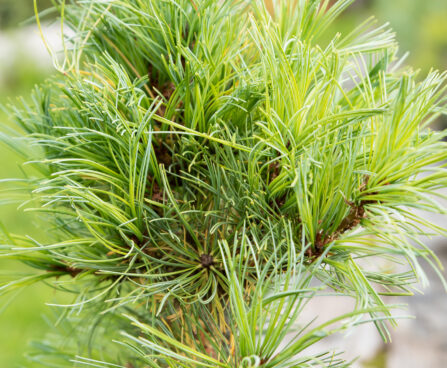 Pinus parviflora `Schoon`s Bonsai` jaapani mänd