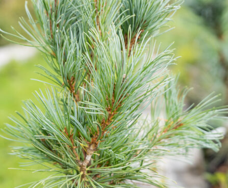 Pinus parviflora `Blauer Engel` jaapani mänd (1)