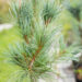 Pinus parviflora `Blauer Engel` jaapani mänd (1)