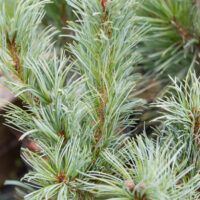 Pinus parviflora `Blauer Engel` jaapani mänd (2)