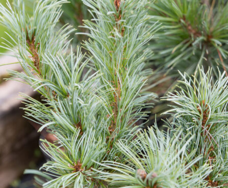 Pinus parviflora `Blauer Engel` jaapani mänd (2)