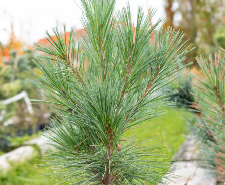 Pinus strobus `Bennets Fastigiate` valge mänd (1)