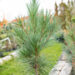 Pinus strobus `Bennets Fastigiate` valge mänd (1)
