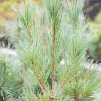 Pinus strobus `Bennets Fastigiate` valge mänd (2)