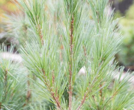 Pinus strobus `Bennets Fastigiate` valge mänd (2)