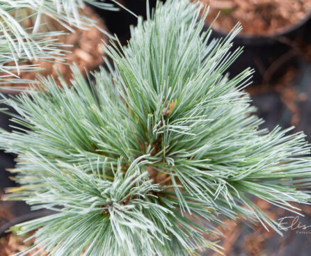 Pinus peuce `Glauca Compacta` rumeelia mänd (1)