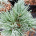 Pinus peuce `Glauca Compacta` rumeelia mänd (1)