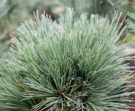 Pinus peuce `Glauca Compacta` rumeelia mänd (2)