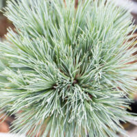 Pinus peuce `Glauca Compacta` rumeelia mänd (3)