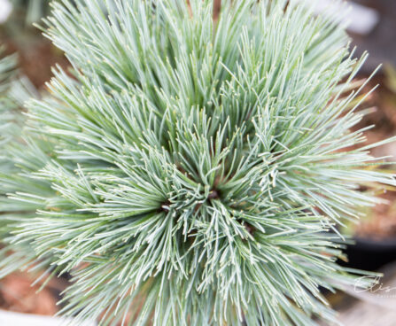 Pinus peuce `Glauca Compacta` rumeelia mänd (3)