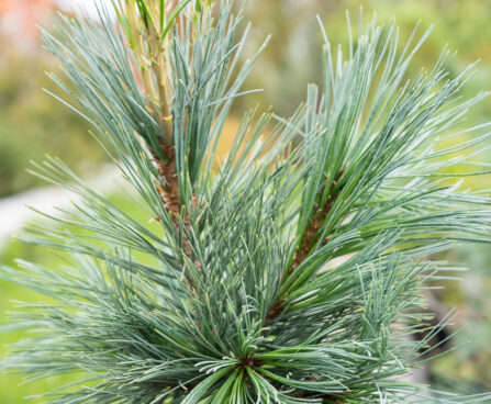 Pinus peuce `Glauca Compacta` rumeelia mänd (4)