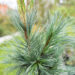 Pinus peuce `Glauca Compacta` rumeelia mänd (4)