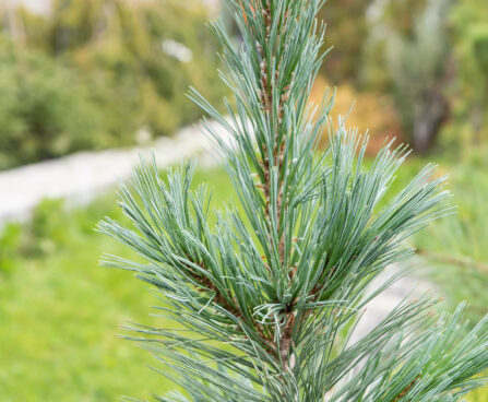 Pinus peuce `Glauca Compacta` rumeelia mänd
