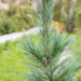 Pinus peuce `Glauca Compacta` rumeelia mänd