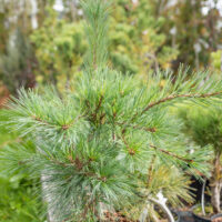 Pinus strobus `Niagara Falls` valge mänd (2)
