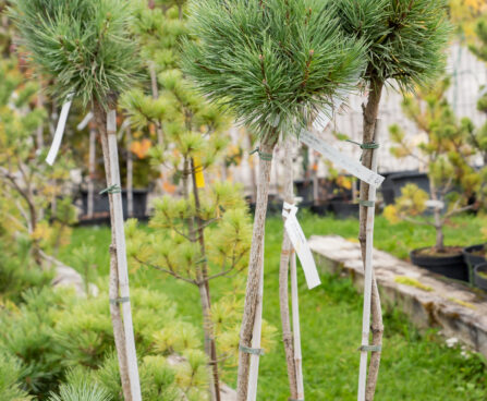 Pinus sylvestris `Chantry Blue` harilik mänd (1)