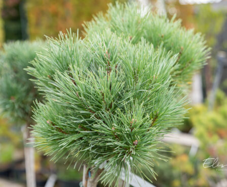 Pinus sylvestris `Chantry Blue` harilik mänd (2)