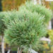 Pinus sylvestris `Chantry Blue` harilik mänd (2)