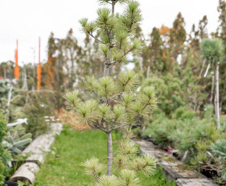 Pinus parviflora `Negishi` jaapani mänd