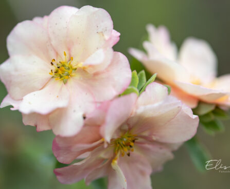 Potentilla fruticosa `Double Punch Pastel` harilik põõsasmaran (1)