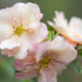 Potentilla fruticosa `Double Punch Pastel` harilik põõsasmaran (1)