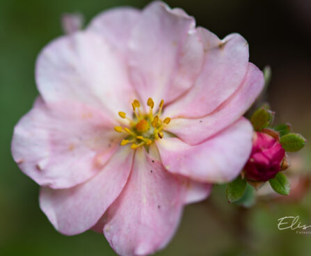 Potentilla fruticosa `Double Punch Pastel` harilik põõsasmaran (2)