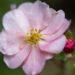 Potentilla fruticosa `Double Punch Pastel` harilik põõsasmaran (2)