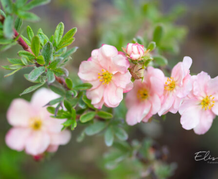 Potentilla fruticosa `Double Punch Pastel` harilik põõsasmaran (3)