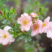 Potentilla fruticosa `Double Punch Pastel` harilik põõsasmaran (3)