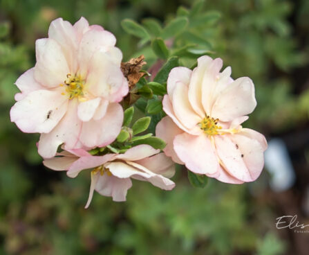 Potentilla fruticosa `Double Punch Pastel` harilik põõsasmaran (4)