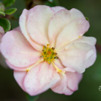 Potentilla fruticosa `Double Punch Pastel` harilik põõsasmaran (5)