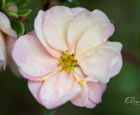 Potentilla fruticosa `Double Punch Pastel` harilik põõsasmaran (5)