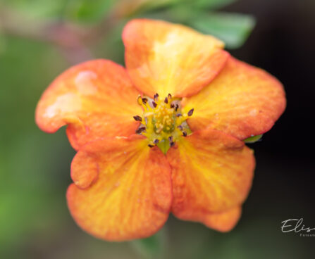 Potentilla fruticosa `Bella Sol` harilik põõsasmaran (1)