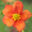 Potentilla fruticosa `Bella Sol` harilik põõsasmaran (2)